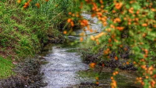 Stream in the forest