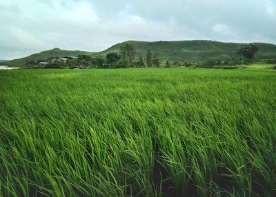 Scenic view of agricultural field against sky