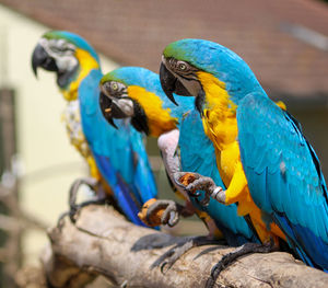 Close-up of blue parrots perching on branch
