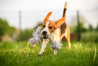 Dog tricolor beagle running on field