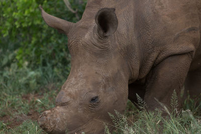 Close-up of rhinoceros grazing on field in forest