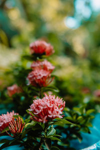 Close-up of pink flowering plant