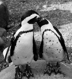 Close-up of penguins