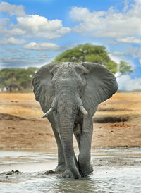 Elephant against sky