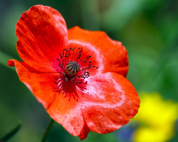 Close-up of red poppy