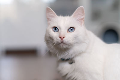 pet