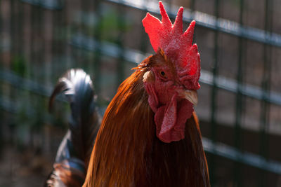 Close-up of rooster