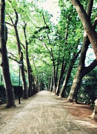 Trees in forest