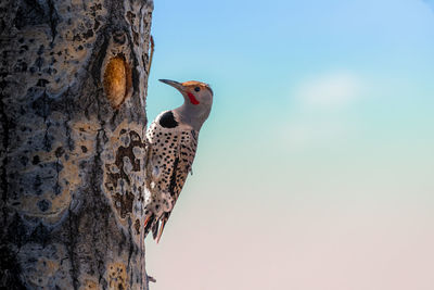 A northern flicker wood pecker perching on a tree trunk