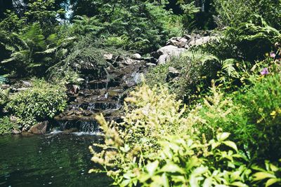 Close-up of stream in forest