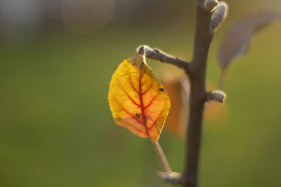 yellow