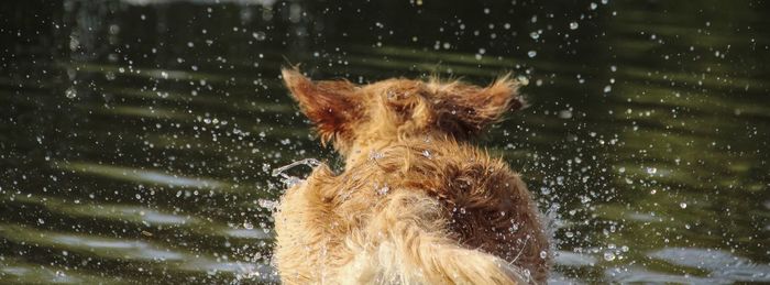 Rear view of dog running in water