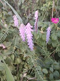 High angle view of pink flowering plants