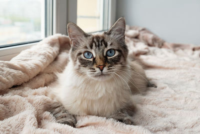 Adorable furry cat of seal lynx point color with blue eyes is lying on a pink blanket. 