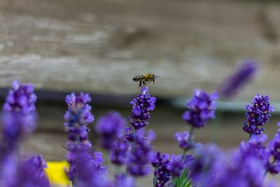 Close-up of purple flowers