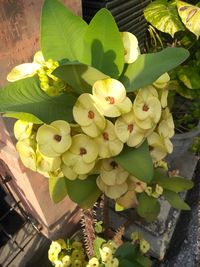 High angle view of flowering plant