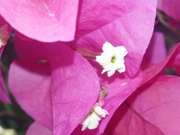 Close-up of pink flower blooming outdoors