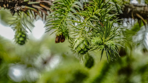 Close-up of pine fruits 