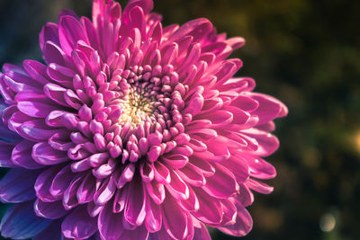 Close-up of pink dahlia