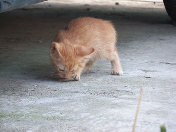 Cat walking on street