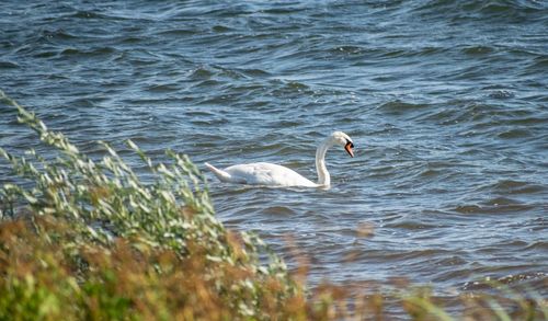 Swan swimming in lake