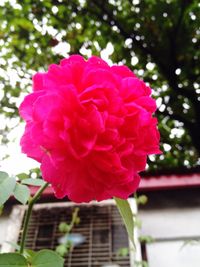 Close-up of pink flowers