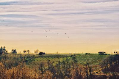 Scenic view of field against sky