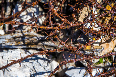 Close-up of snow on branch