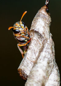 Close-up of insect