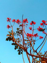 Low angle view of red flowers against blue sky