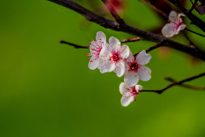 Close-up of pink cherry blossoms in spring