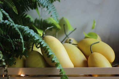 Close-up of fruits on plant