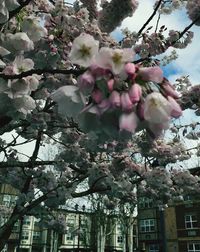 Low angle view of cherry blossom tree