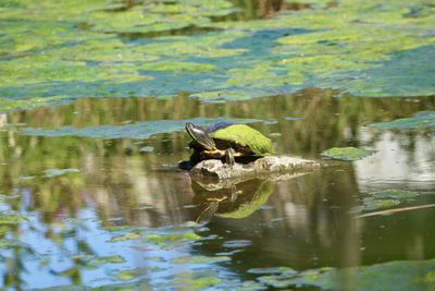 Water Animal