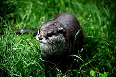 Close-up of an animal on grass