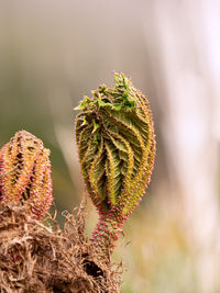 Close-up of wilted plant