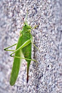 Close-up of grasshopper on leaf