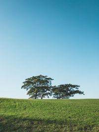 Tree on field against clear sky