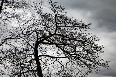 Low angle view of silhouette bare tree against sky