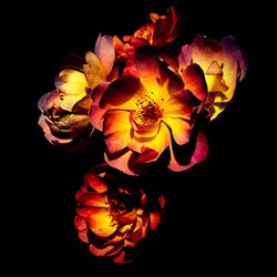 Close-up of yellow flowers against black background