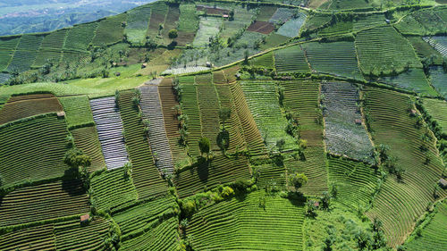 High angle view of green landscape