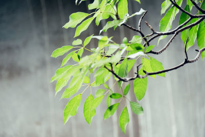 Close-up of green leaves