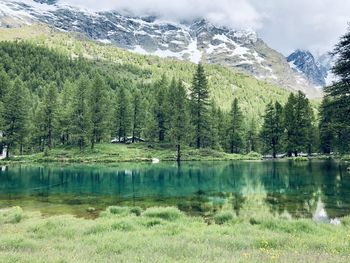 Scenic view of lake by trees in forest blue lake cervinia 