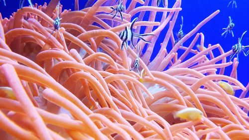 Close-up of coral in sea