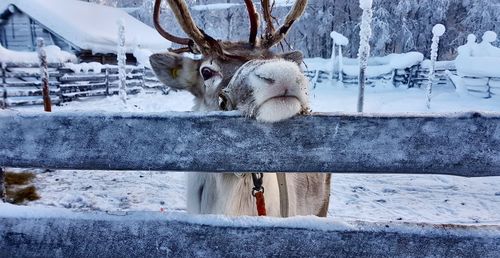 Rendeer on snow during winter