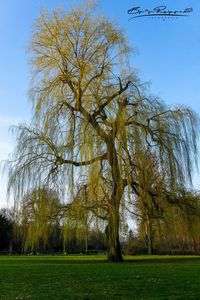 Trees on field against clear sky