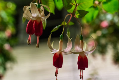 Close-up of red flowering plant