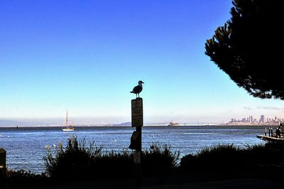 Seagull on a sea against clear sky