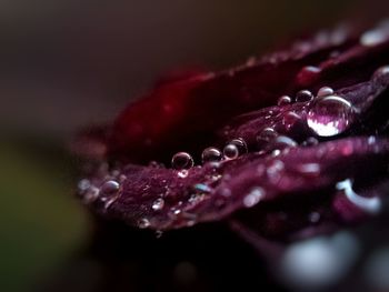 Close-up of water drops on flower