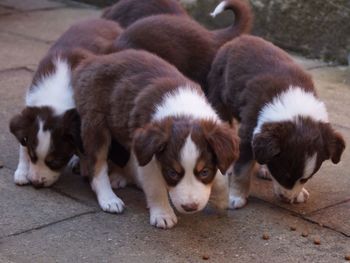 High angle view of two dogs on footpath